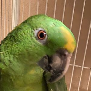 Meet your Posher, Mohammed